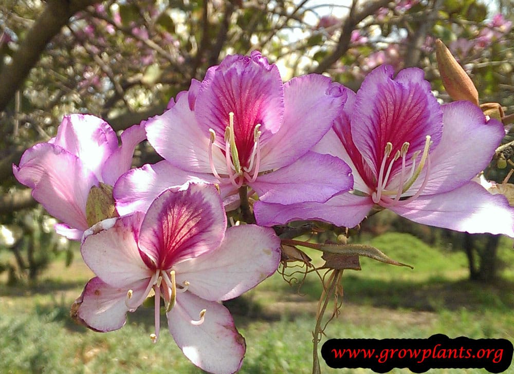 Purple Orchid tree