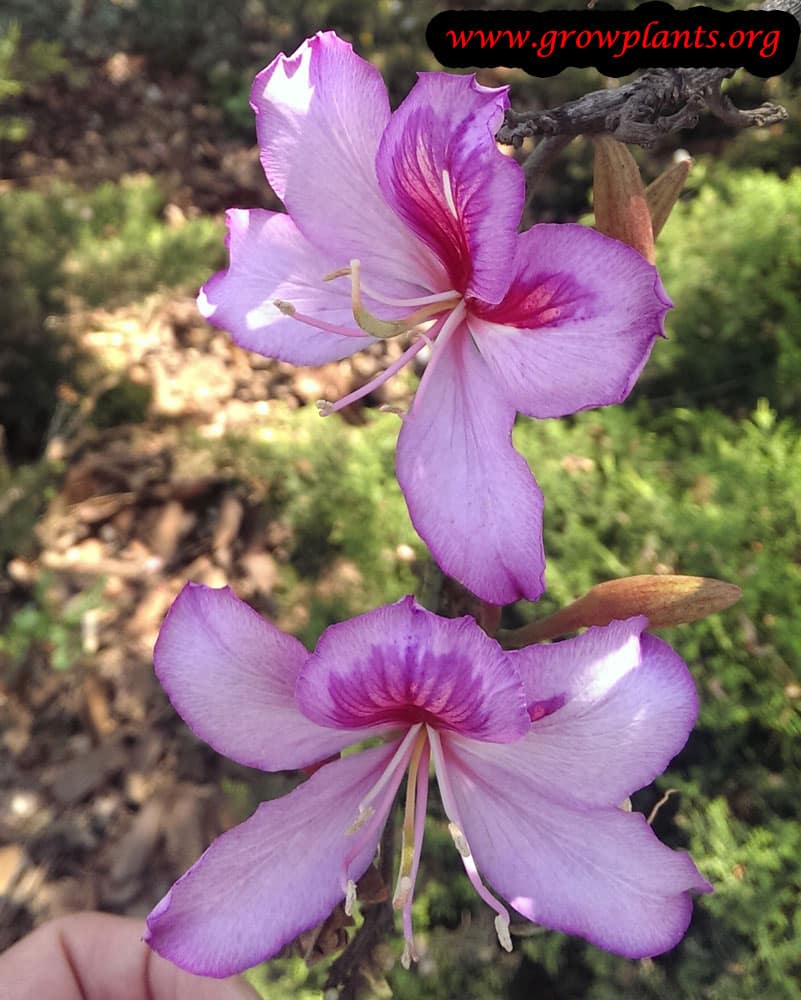 Growing Orchid tree