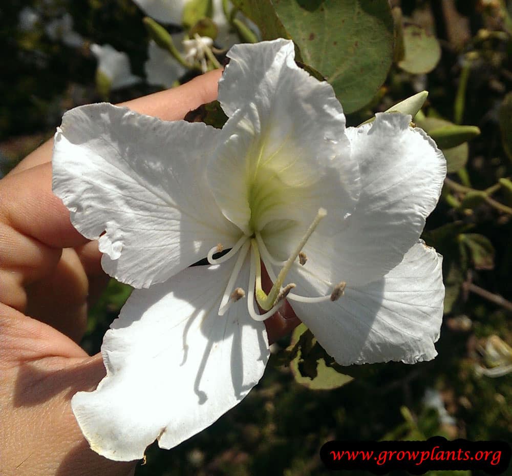 White Orchid tree