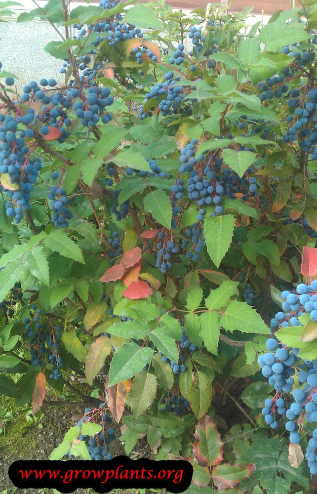 Oregon grape