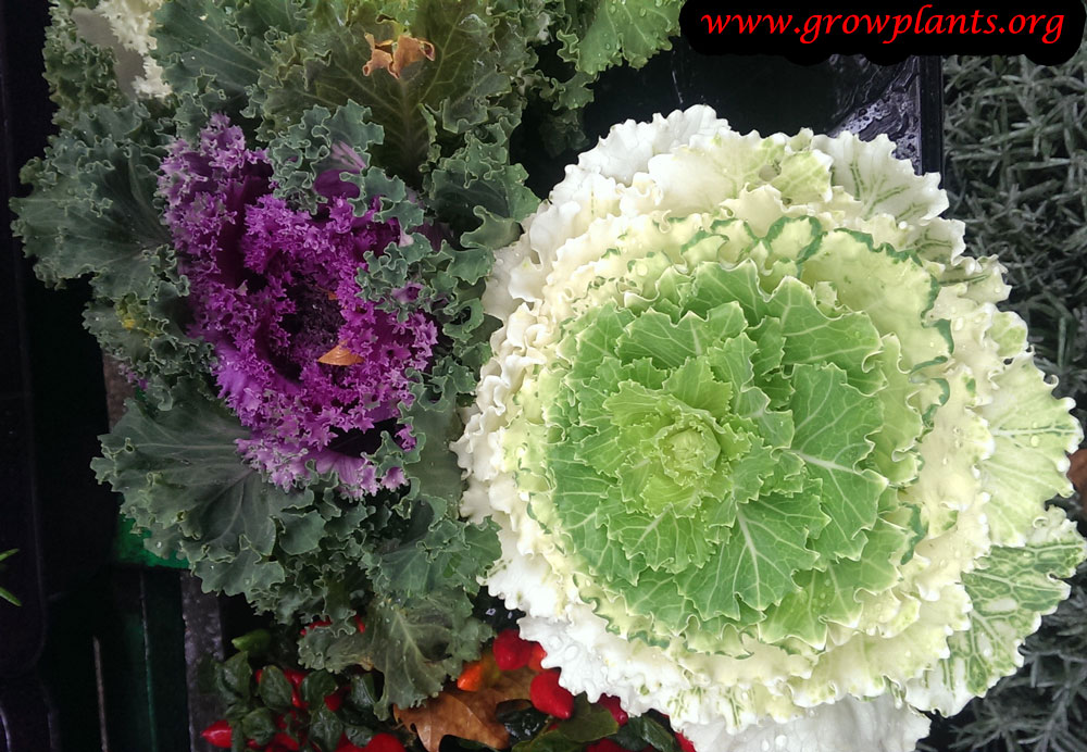 Ornamental kale