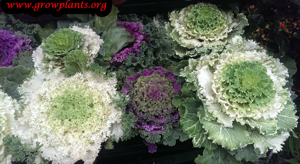 Ornamental kale mix color