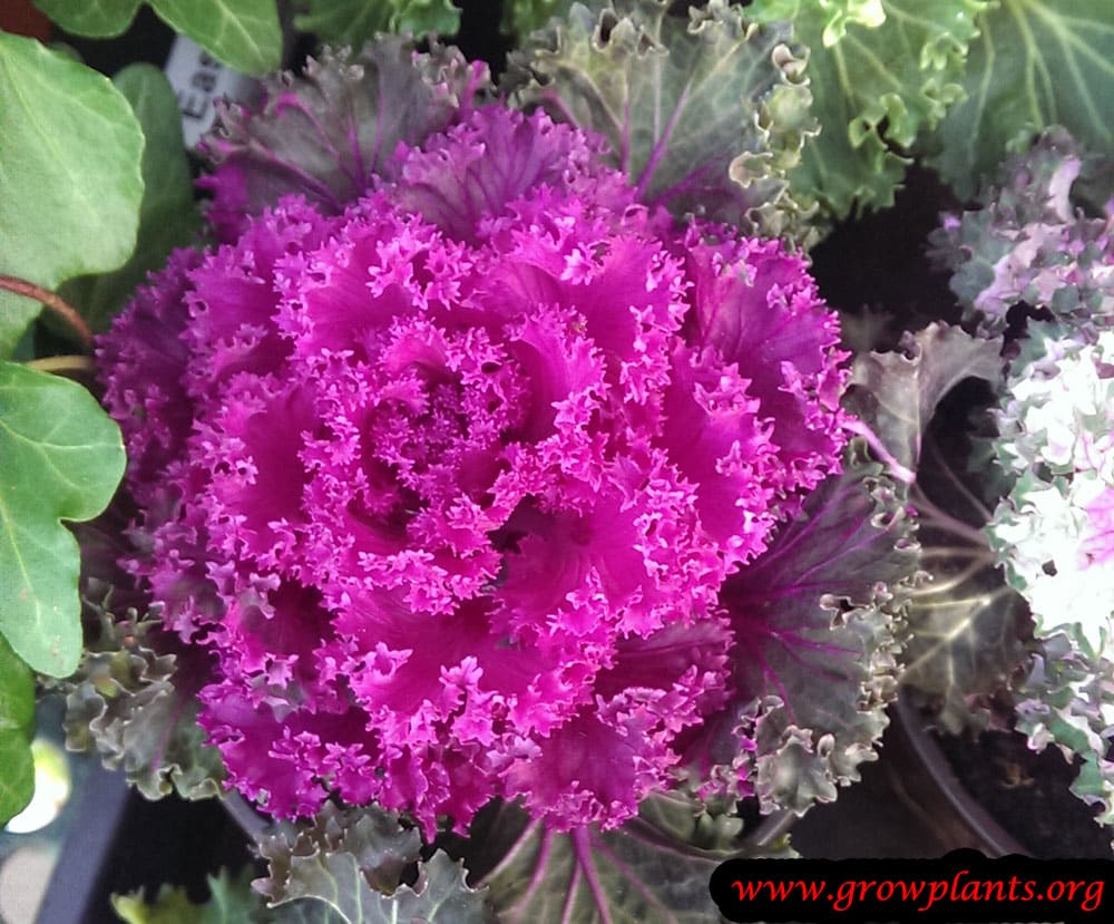 Ornamental kale purple