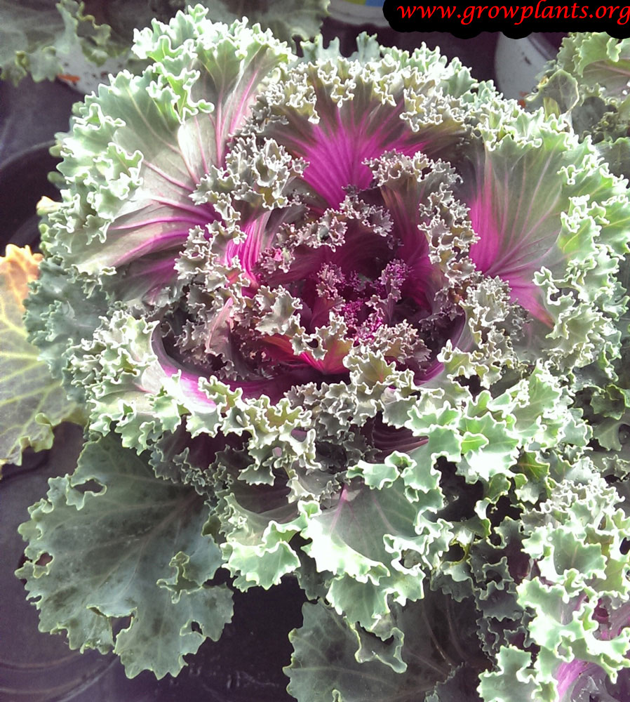 Ornamental kale purple with green