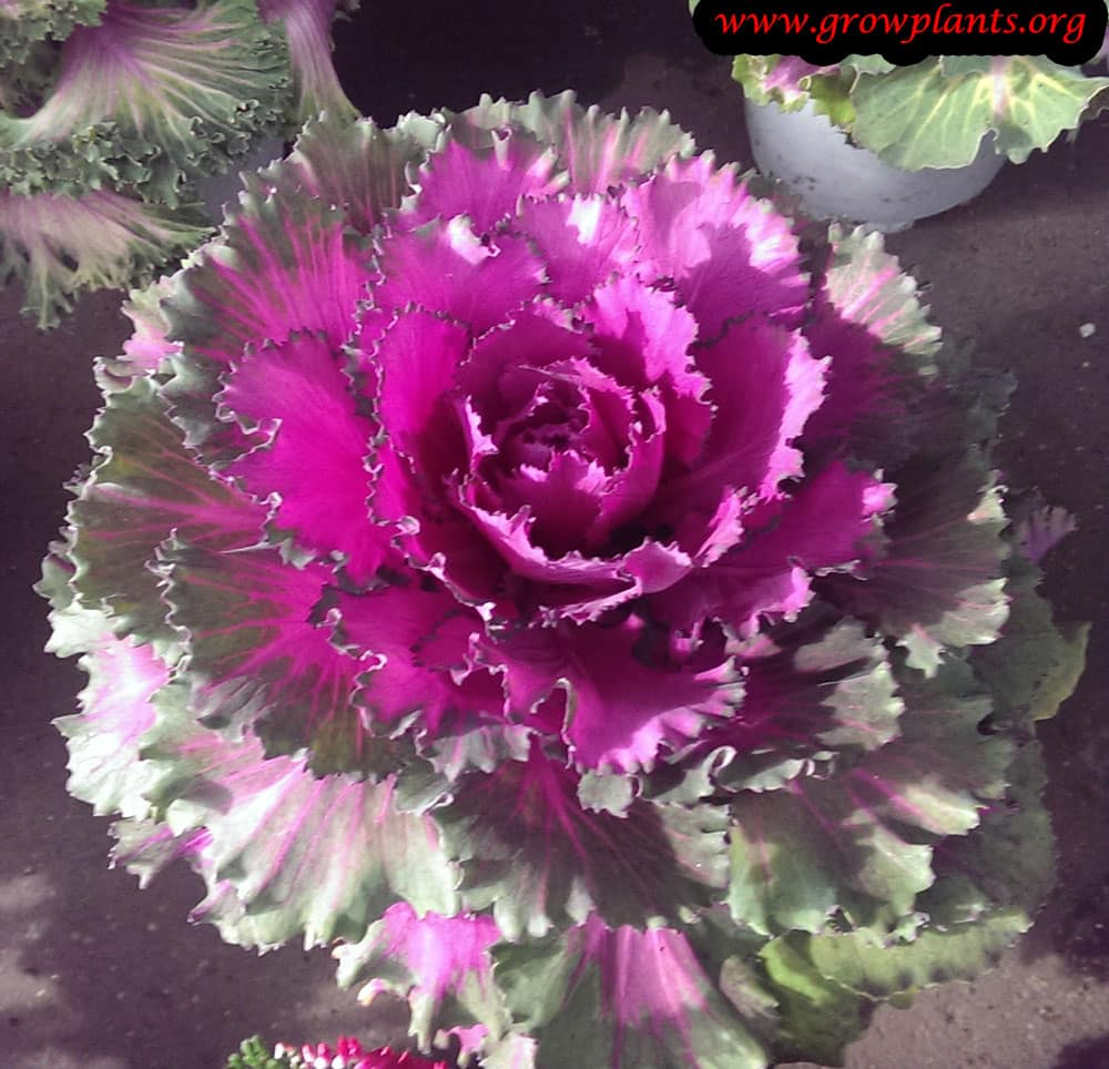 Ornamental kale plant care