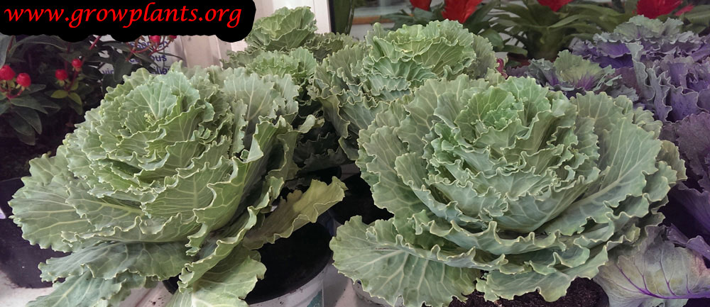 Growing Ornamental kale