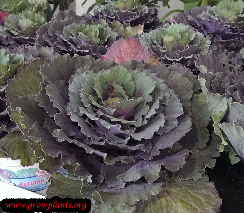 Ornamental kale like flower