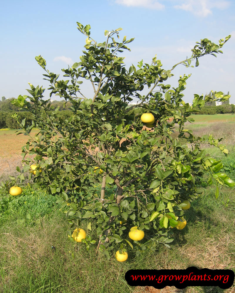 Oroblanco How To Grow Plants Requirements For Growing Sweetie Oroblanco Tree