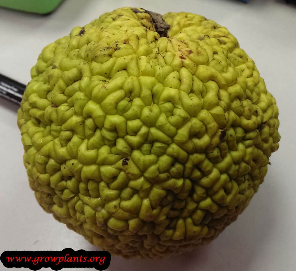 Osage orange