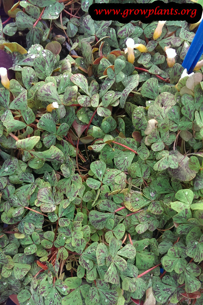 Oxalis How to grow & care
