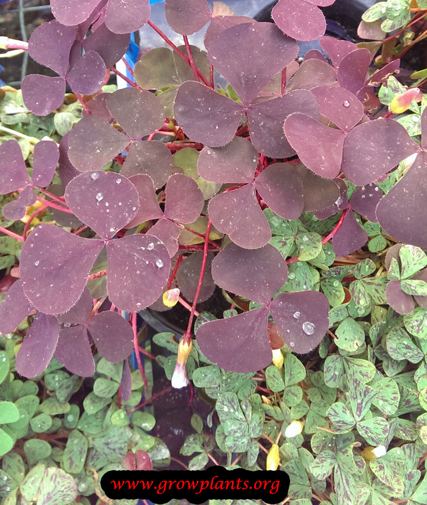 Violet and triangular oxalis (oxalis) - growing and reproduction in indoor conditions Violet and triangular oxalis (oxalis) - growing and reproduction in indoor conditions