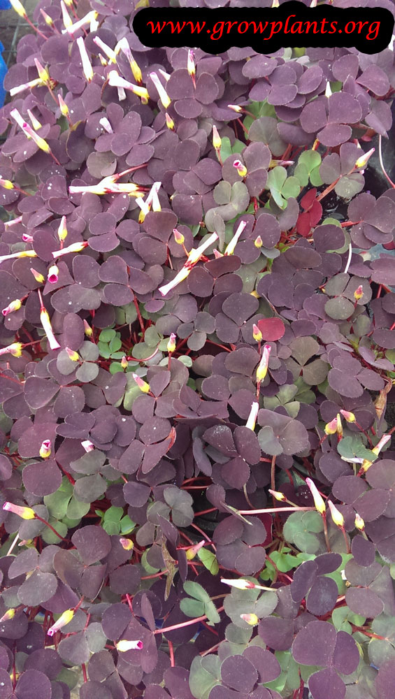 Oxalis - How to grow & care