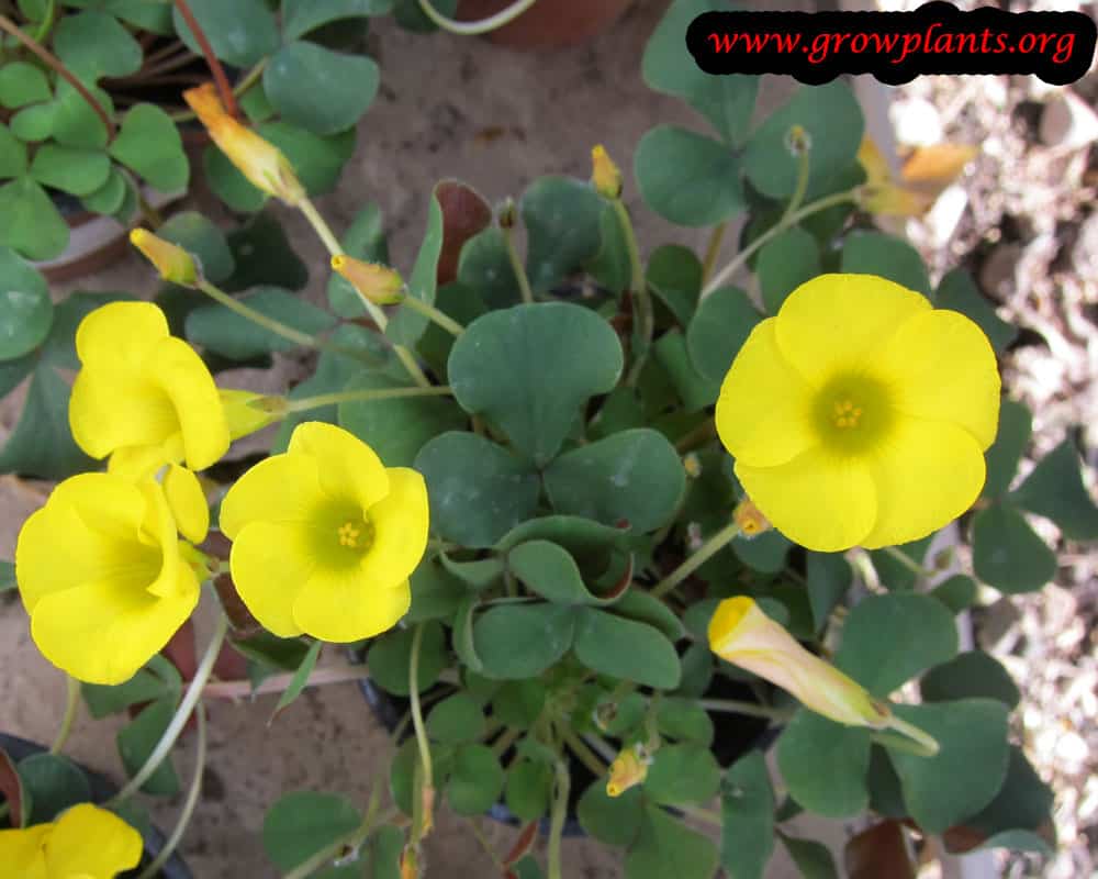 Violet and triangular oxalis (oxalis) - growing and reproduction in indoor conditions Violet and triangular oxalis (oxalis) - growing and reproduction in indoor conditions