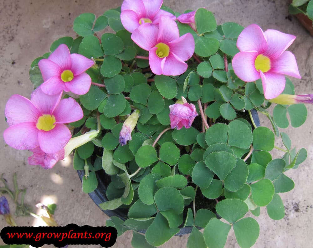 Violet and triangular oxalis (oxalis) - growing and reproduction in indoor conditions Violet and triangular oxalis (oxalis) - growing and reproduction in indoor conditions