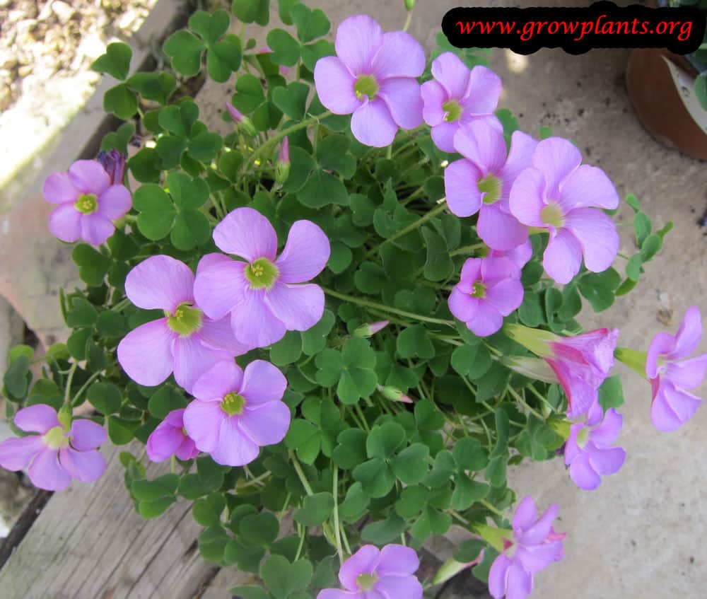 Oxalis How to grow & care