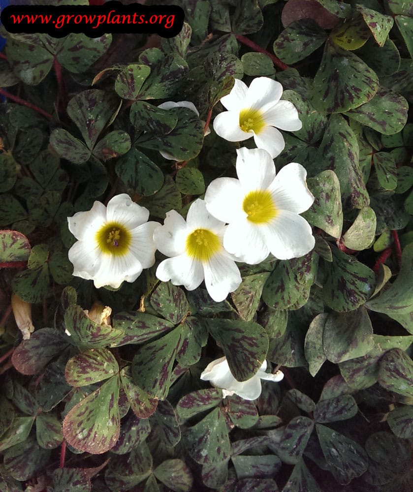 Violet and triangular oxalis (oxalis) - growing and reproduction in indoor conditions Violet and triangular oxalis (oxalis) - growing and reproduction in indoor conditions