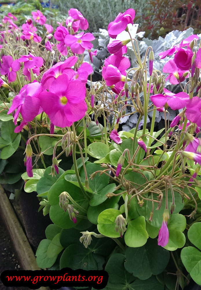 Oxalis bowiei