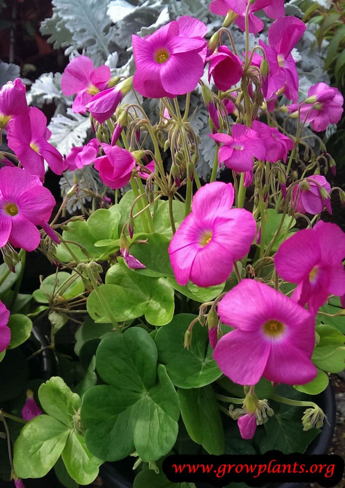 Oxalis bowiei flowers