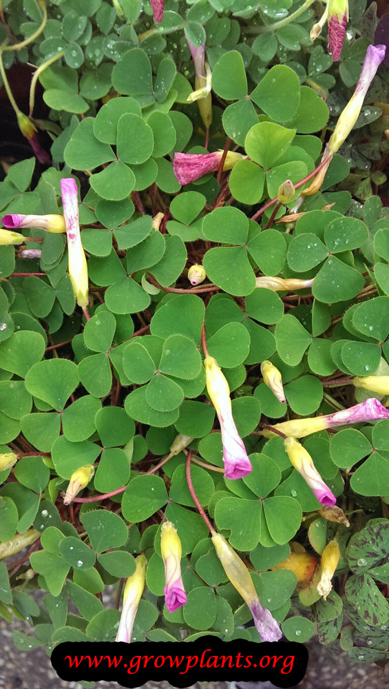 Oxalis bowiei plant care