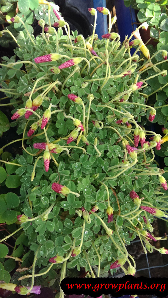 Oxalis bowiei plant