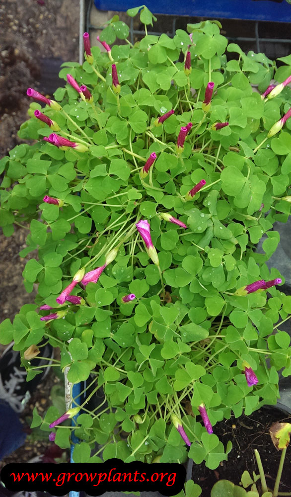 Oxalis bowiei planting