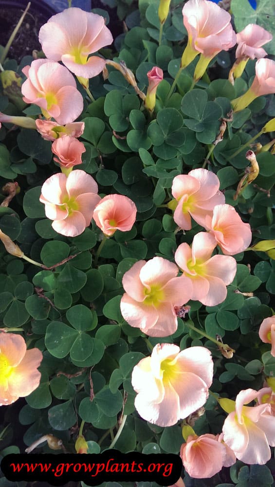 Oxalis obtusa