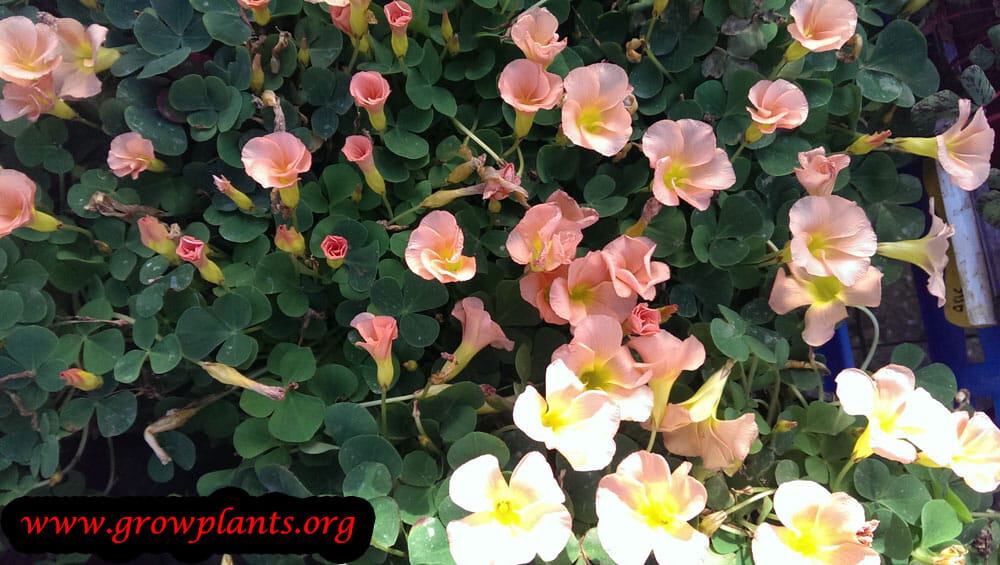 Oxalis obtusa plant