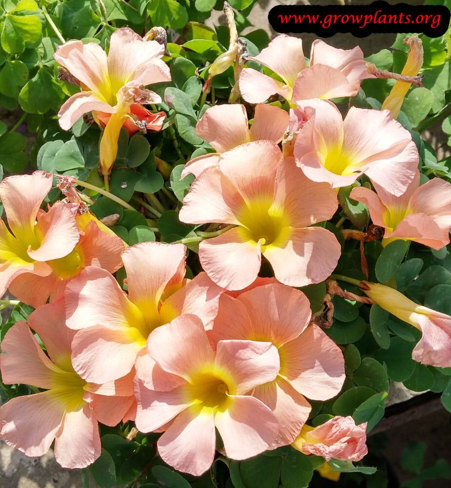 Growing Oxalis obtusa plant
