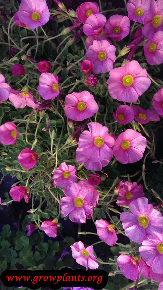 Oxalis purpurea