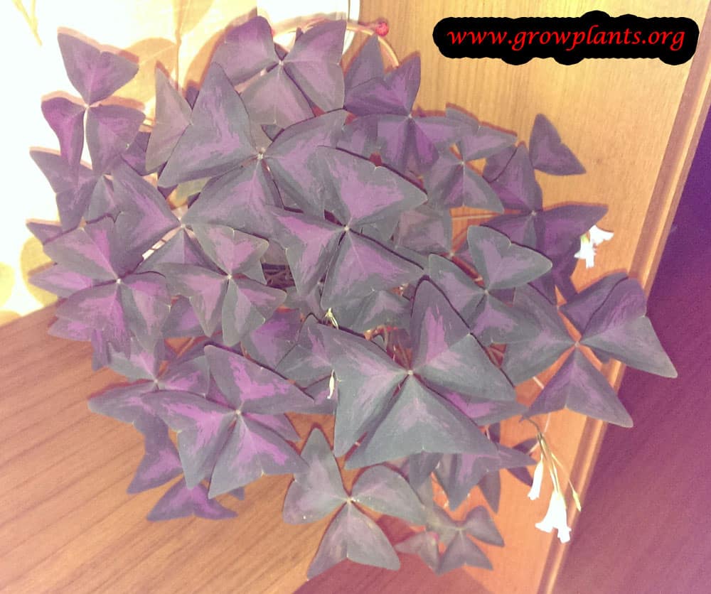 Oxalis triangularis
