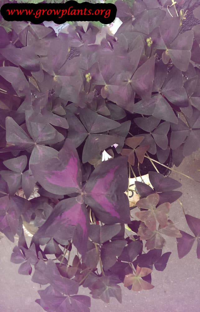 Growing Oxalis triangularis