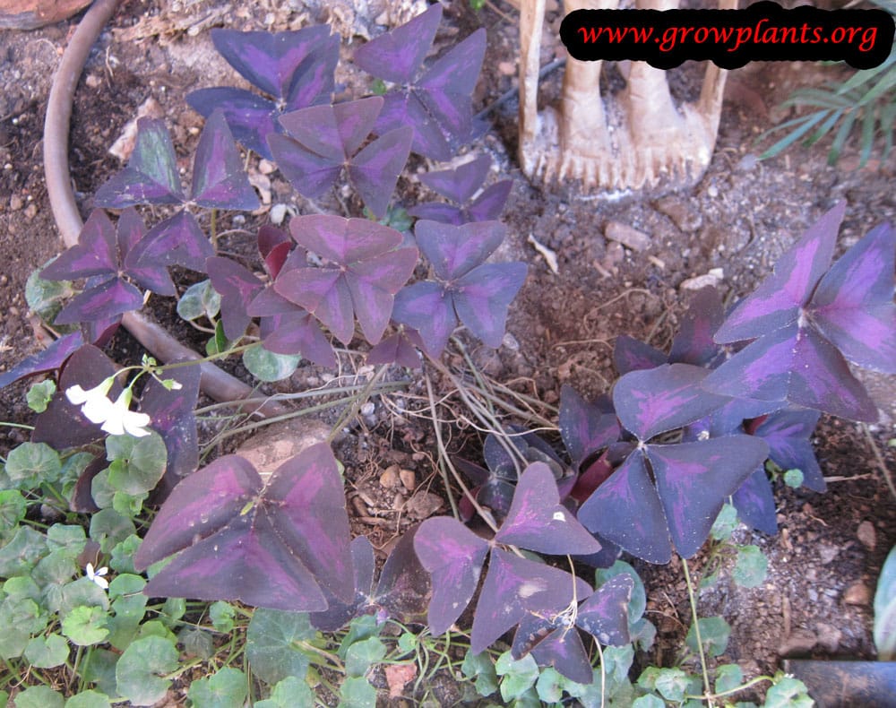 Oxalis triangularis plant