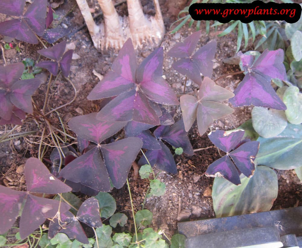 Oxalis triangularis plant care