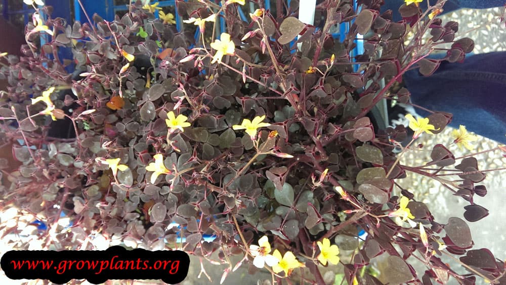 Oxalis vulcanicola