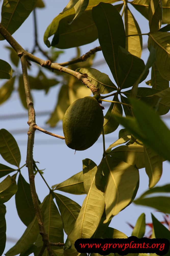 Pachira aquatica - How to grow & care