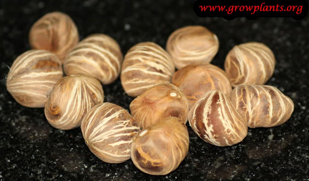 Pachira aquatica - How to grow & care