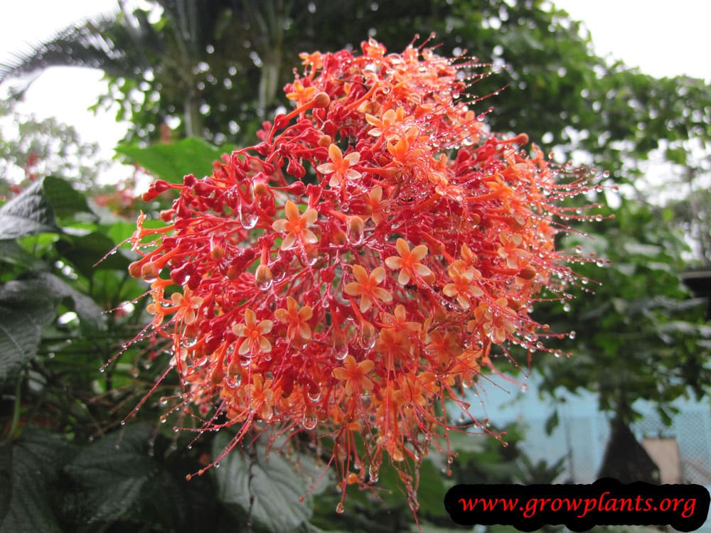 Growing Pagoda plant