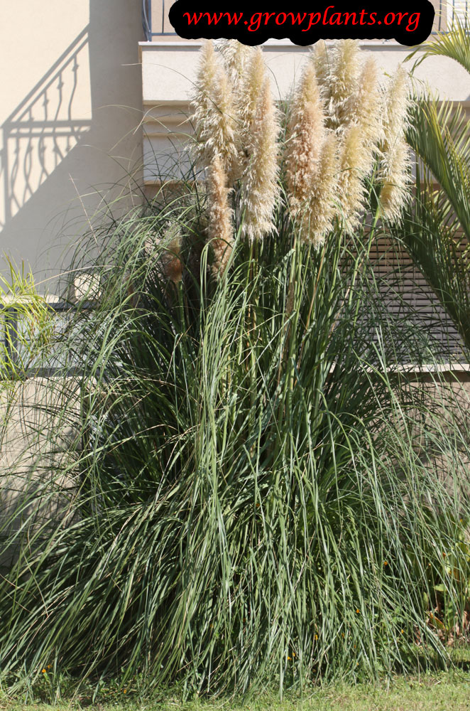 Pampas grass - How to grow & care