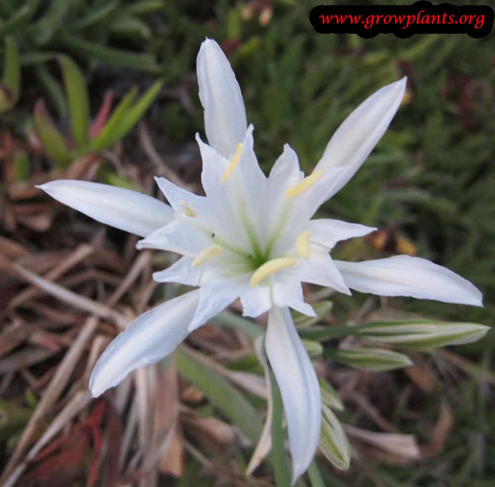 Pancratium maritimum How to grow & care