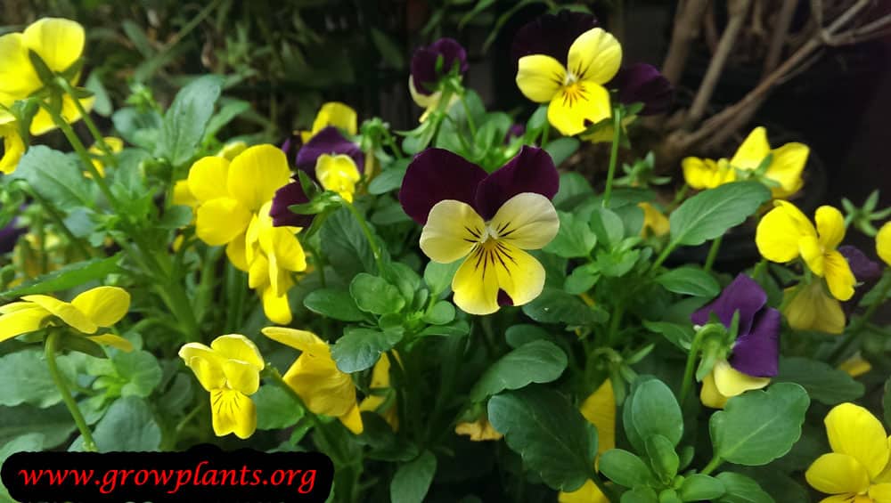 Pansy How to grow & care