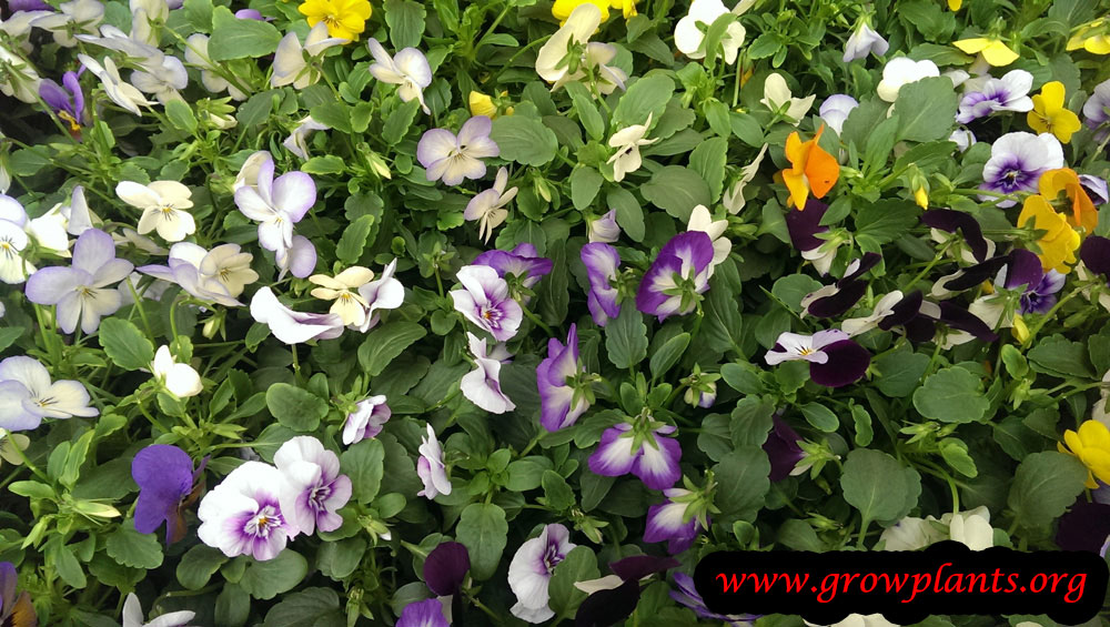 Pansy - How to grow & care