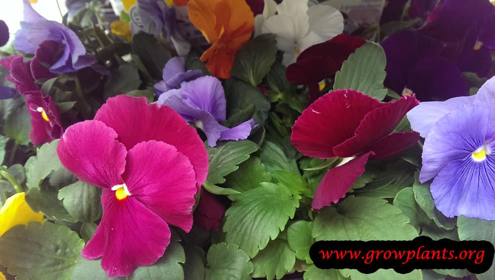 Pansy How to grow & care