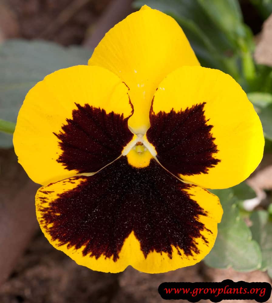 Pansy How to grow & care