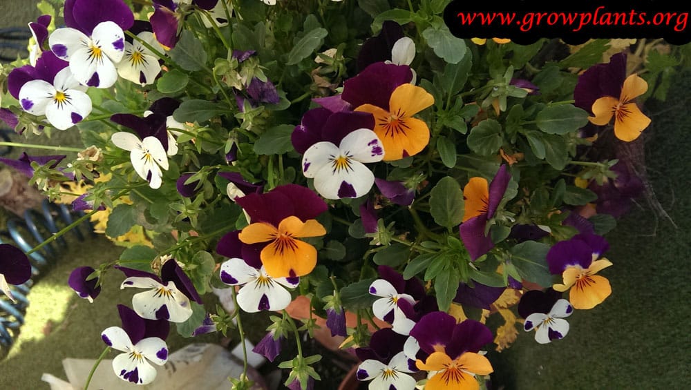 Pansy How to grow & care