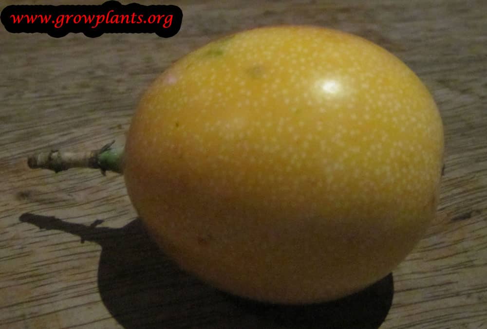 Growing Passiflora ligularis fruits