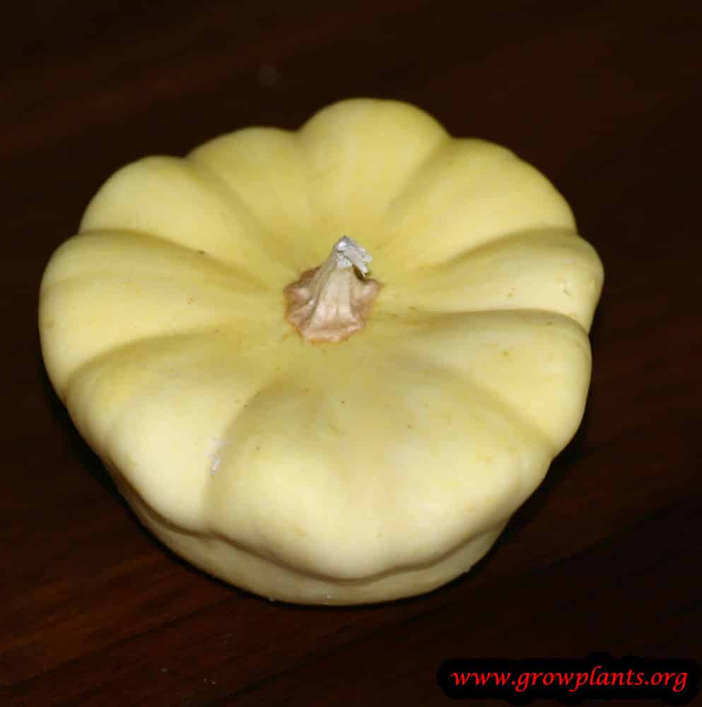 Pattypan squash How to grow & care