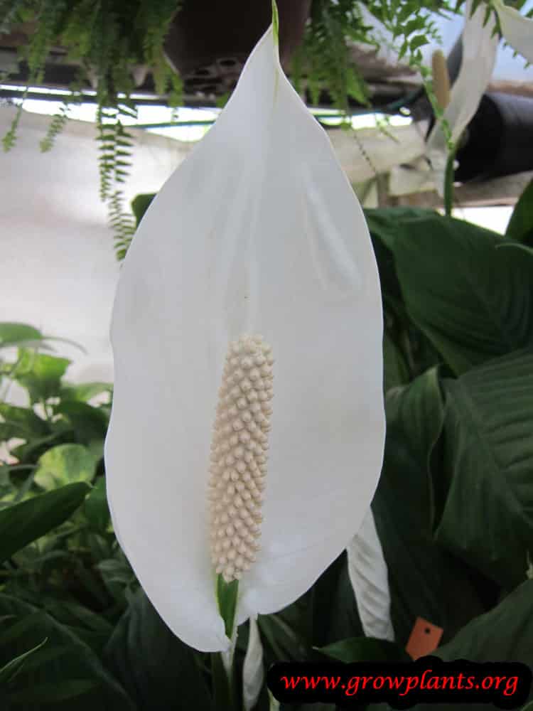 Peace lily flower