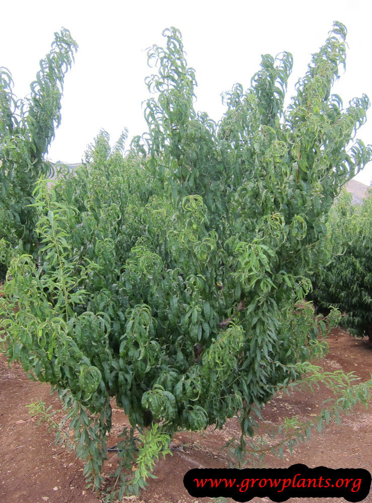 Peach tree