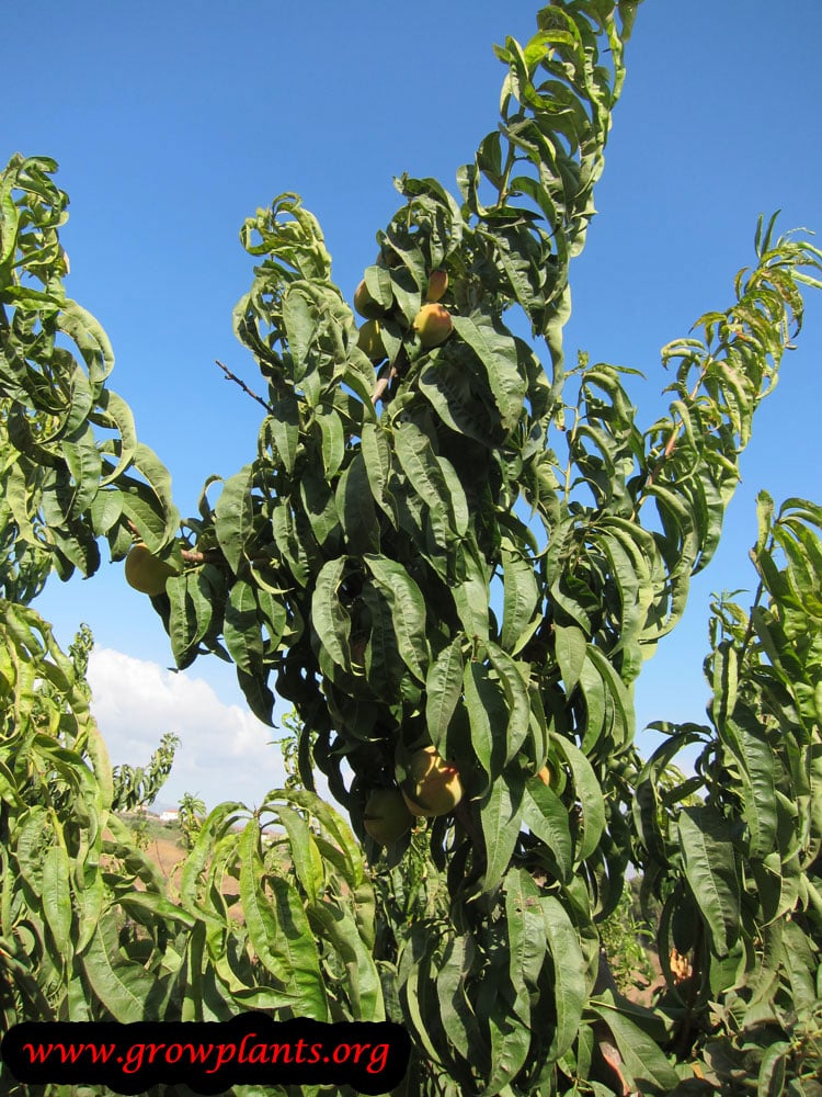 Peach tree grow and care