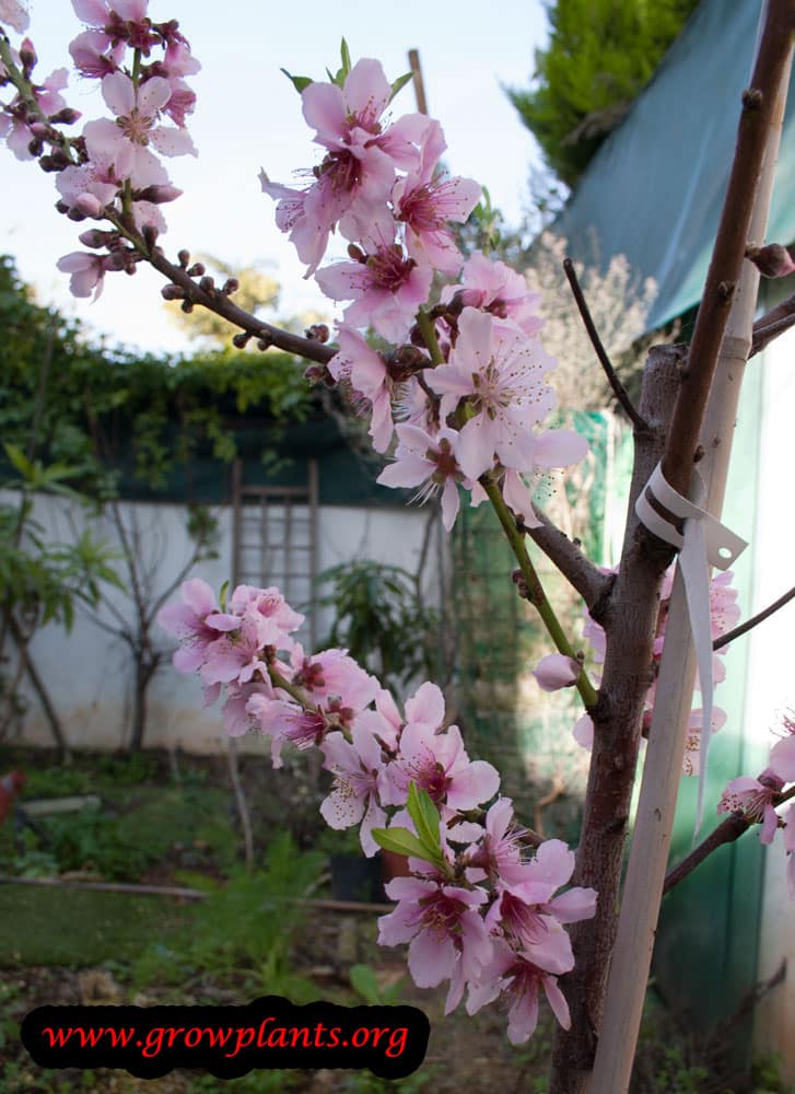 Peach tree flowers